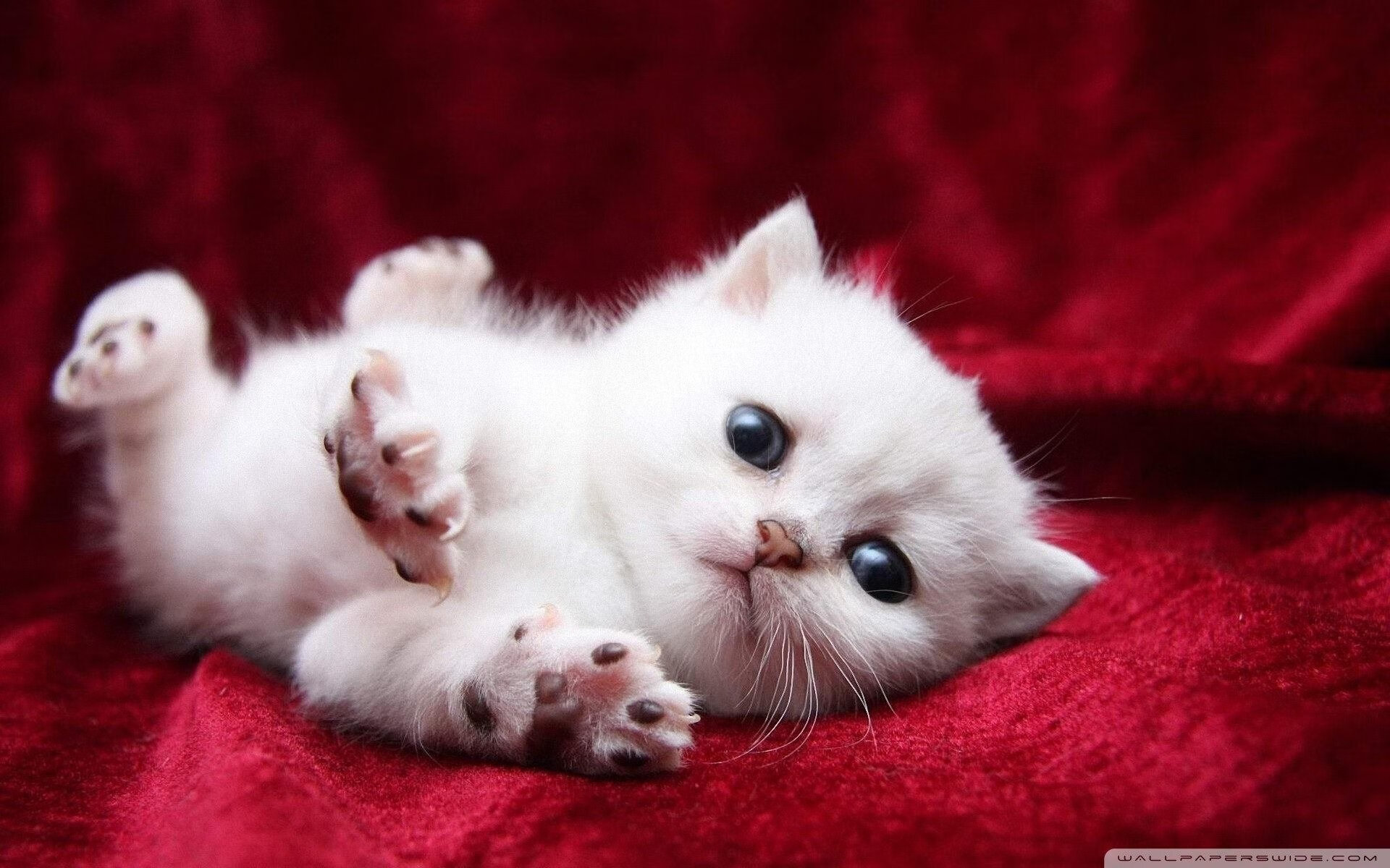 九游下载安装-Chinese Taipei乒乓战术：精准发球与快速反击，中国台北乒乓