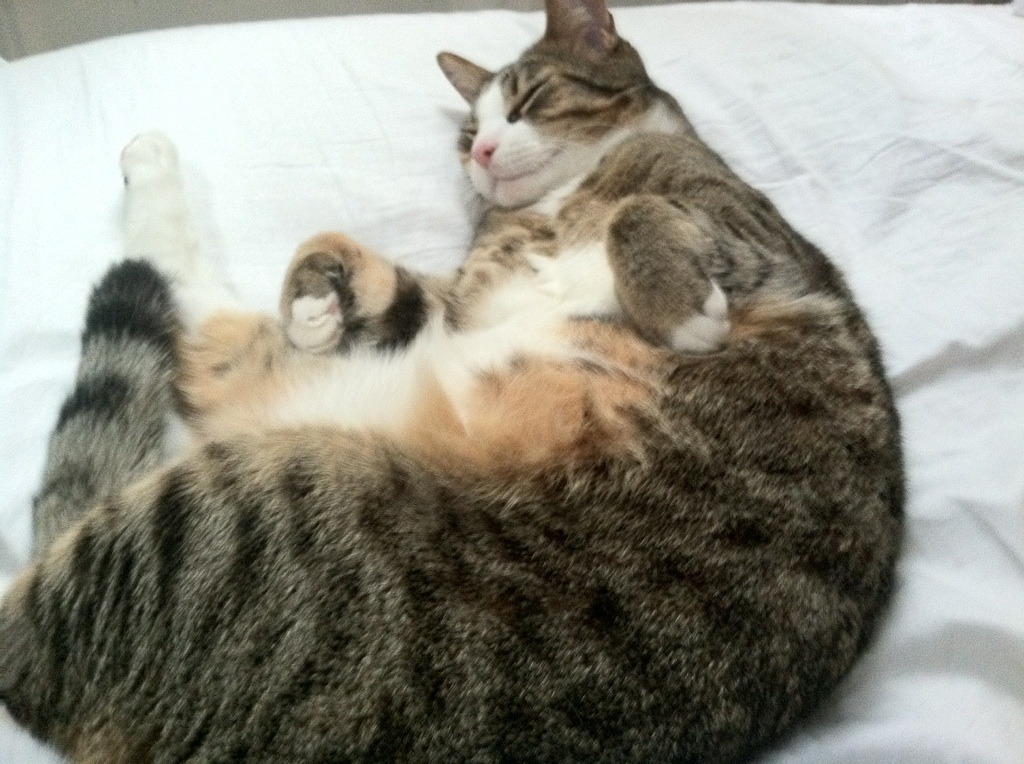 九游下载安装-“四川省体育馆拳击赛事:谁能在拳击擂台上打破极限,迎接金牌荣耀?” 第2张 九游下载安装-“四川省体育馆拳击赛事:谁能在拳击擂台上打破极限,迎接金牌荣耀?” 第2张