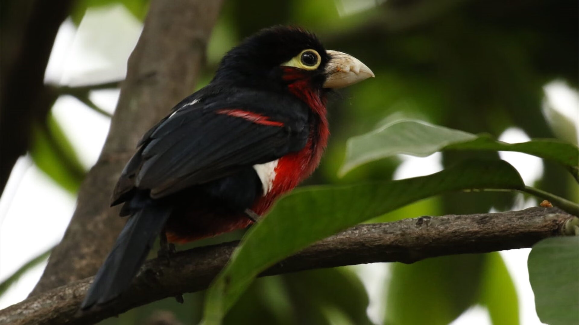 Jiu You-世界杯豪门盛宴：激情、实力、奇迹！，豪门盛宴世界杯回顾