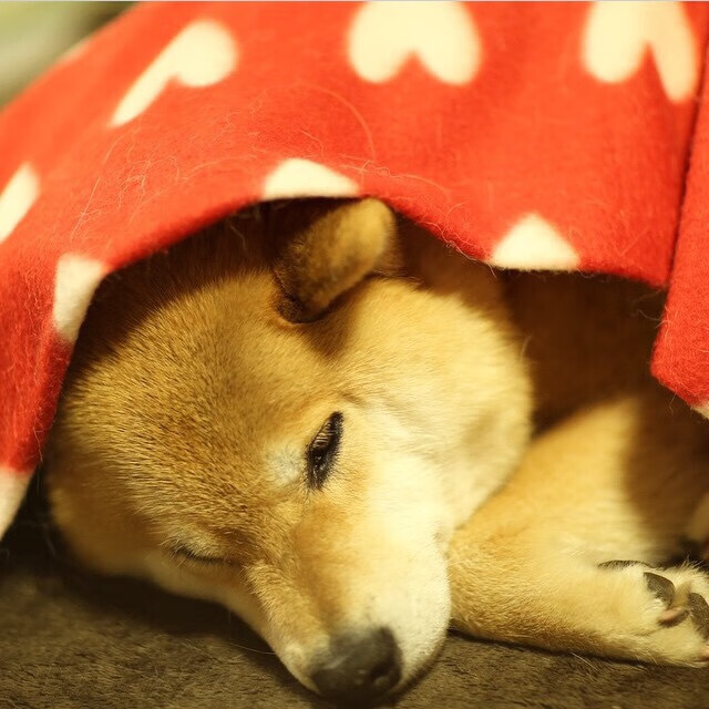 九游网页版官网-中国足球国家队心理调适训练体系完善，足坛 心理实验