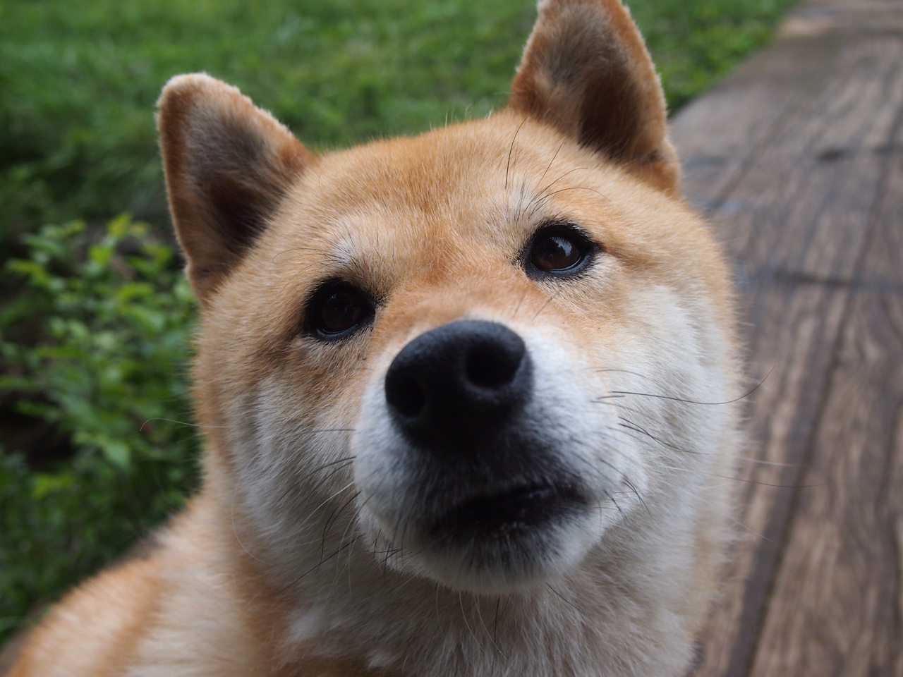 -国外联赛归化归队引争议，国家队阵容再受关注，国际足联对归化球员有人数限制吗