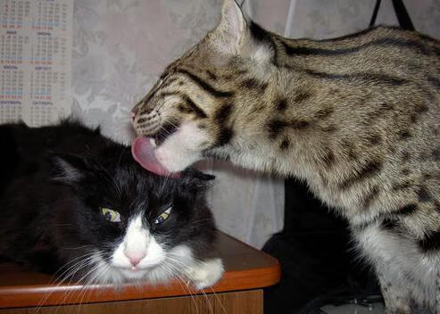 九游娱乐官网 (JIUYOU)-塞尔·拉恩：他用最快的速度为全黑队提供进攻动力，突破与传球能力俱佳