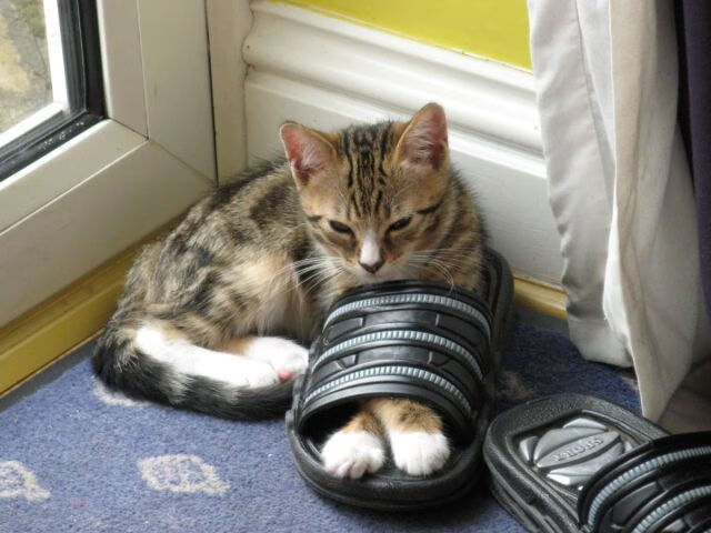 九游娱乐(jiuyou)官网-女子排球跨区域选材计划开始实施,女子排球晋级规则