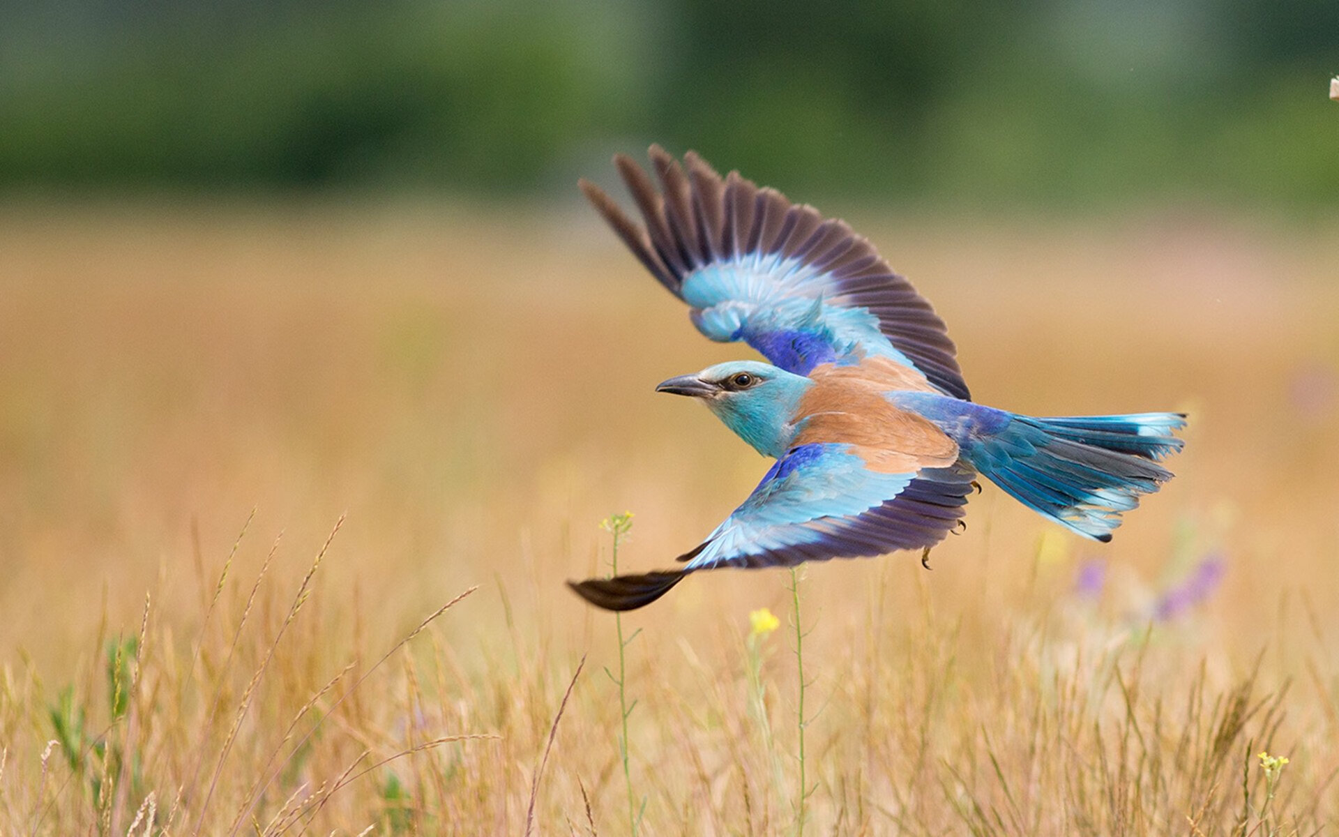 九游(jiuyou.com)游戏-快船三名主力参加公益跑步活动,快船队全员