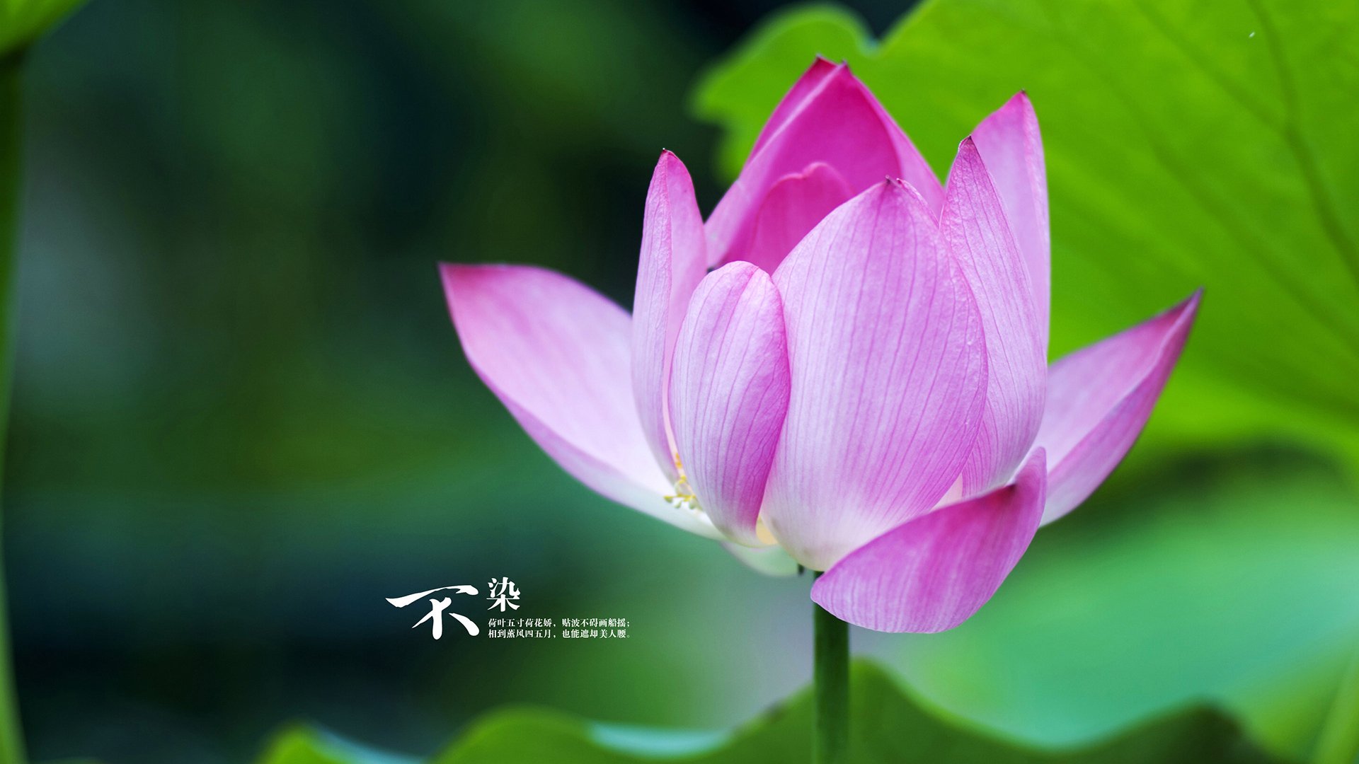 九游游戏中心官网-意甲激烈对抗:团队默契成就佳绩!,意甲队伍