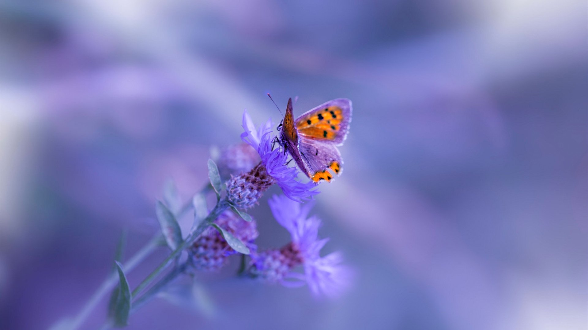 九游网页版官网入口-梅尔滕斯精准控速 打出战术泳范本，梅尔滕斯男友