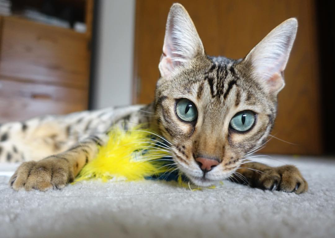 九游APP官网-詹姆斯带队逆转对手再次创造奇迹,詹姆斯大逆转