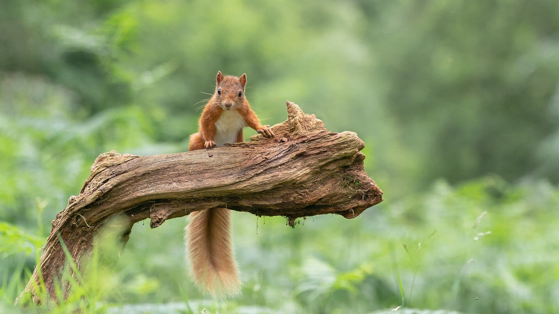 九游下载安装-中国篮球运动员退役转型为教育工作者的案例研究分析，篮球运动员退役后还能复出吗